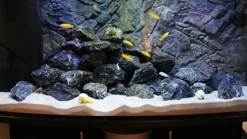 Aquarium Hauptansicht von Malawi Mbuna