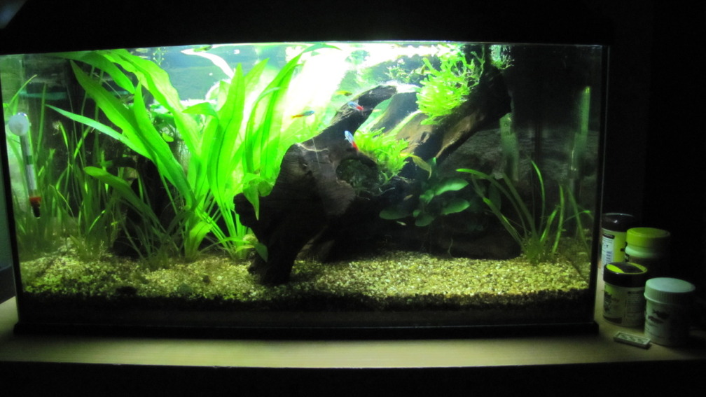 Aquarium Hauptansicht von "Luke`s 54" --Aufgelöst-- Aquarium Hauptansicht von "Luke`s 54" --Aufgelöst--