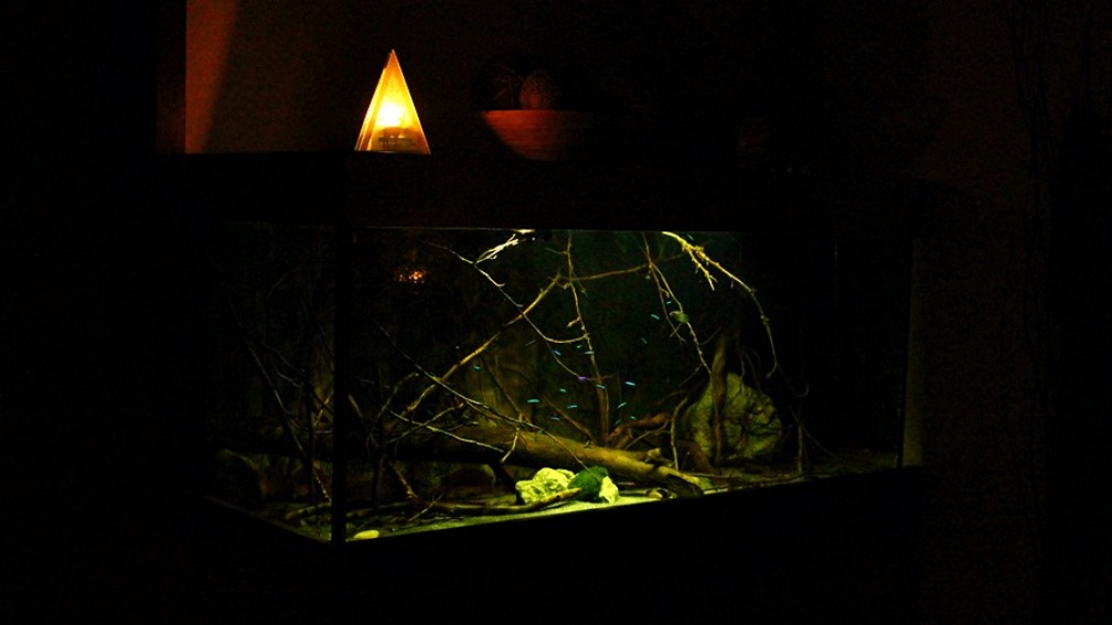 Aquarium Hauptansicht von Ein Stück Südamerika