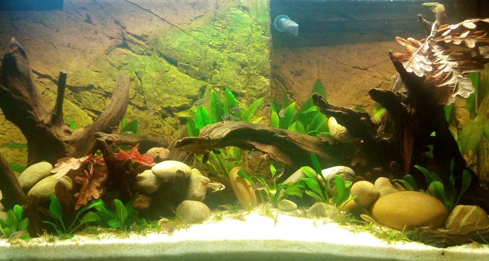 Aquarium Hauptansicht von Südamerika Gesellschaftsbecken
