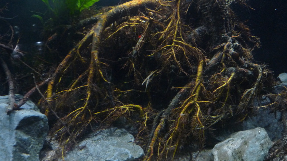 Aquarium Hauptansicht von Irgendwo in Asien