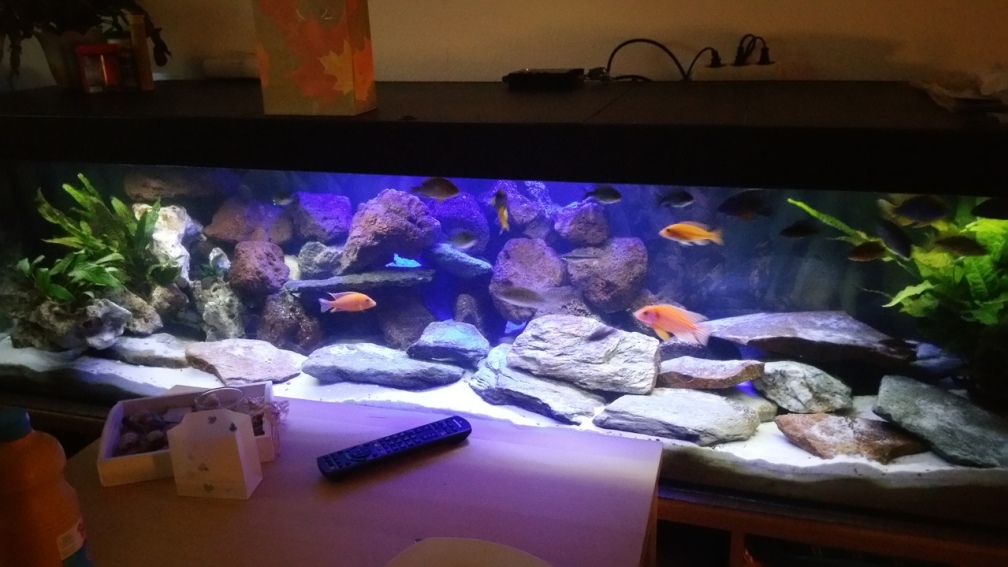 Hallo Leute das ist mein 200x50x50 MalawiBecken, Momentan besetzt mit Aulanocara.Ich hoffe es gefällt euch würde mich sehr über Kommentare freuen.