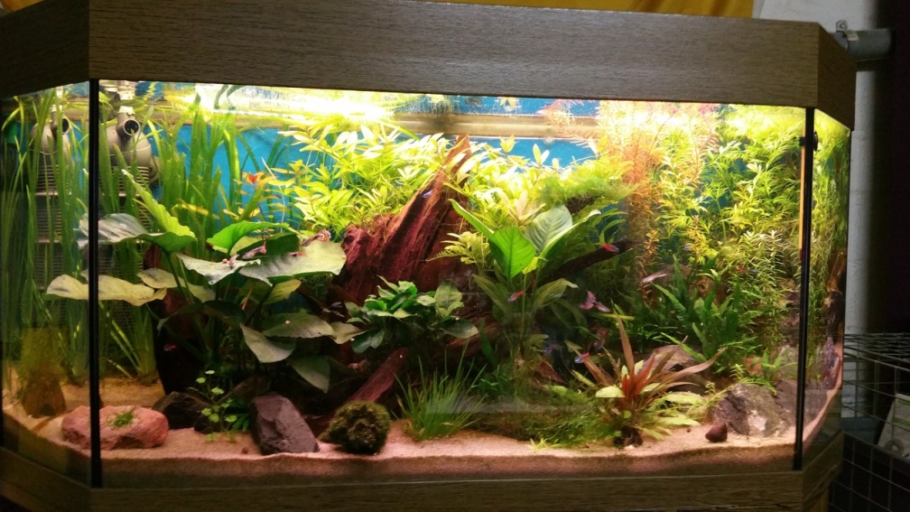 Aquarium Hauptansicht von Der Kübel