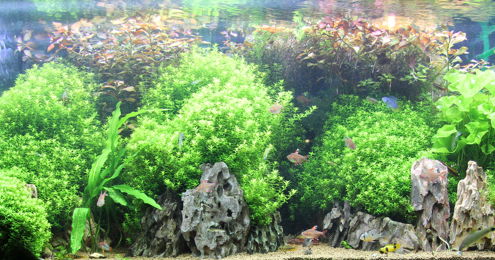 Amerika Becken 432 Liter