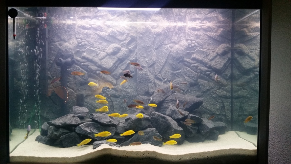 Aquarium Hauptansicht von Fluval profile 1000