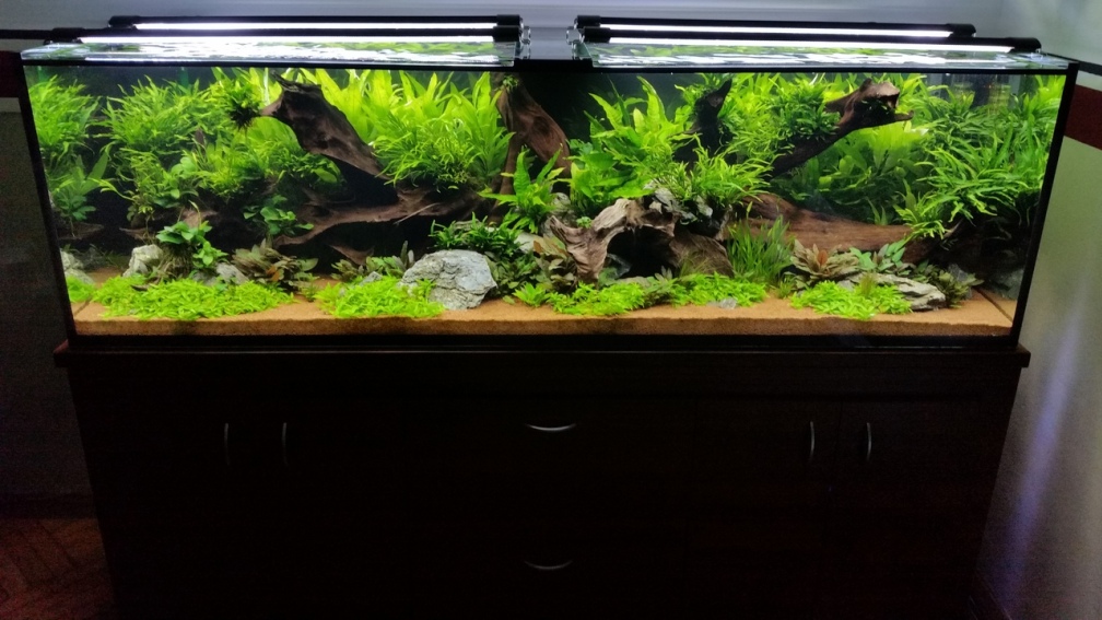 Aquarium Hauptansicht von South Afrika Dream Scape