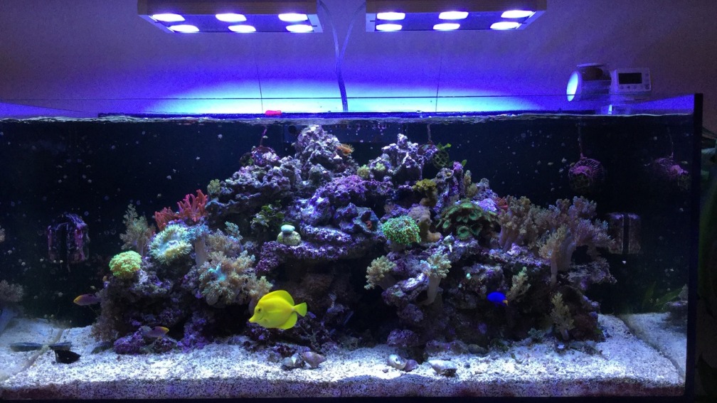 Aquarium Hauptansicht von RedSea