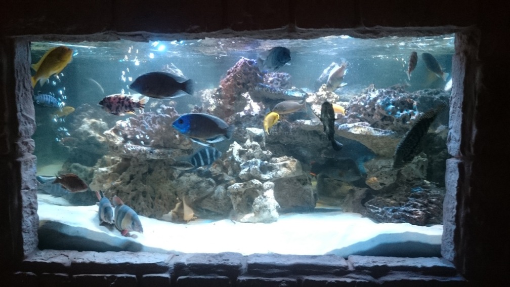 Aquarium Hauptansicht von Fischsuppe
