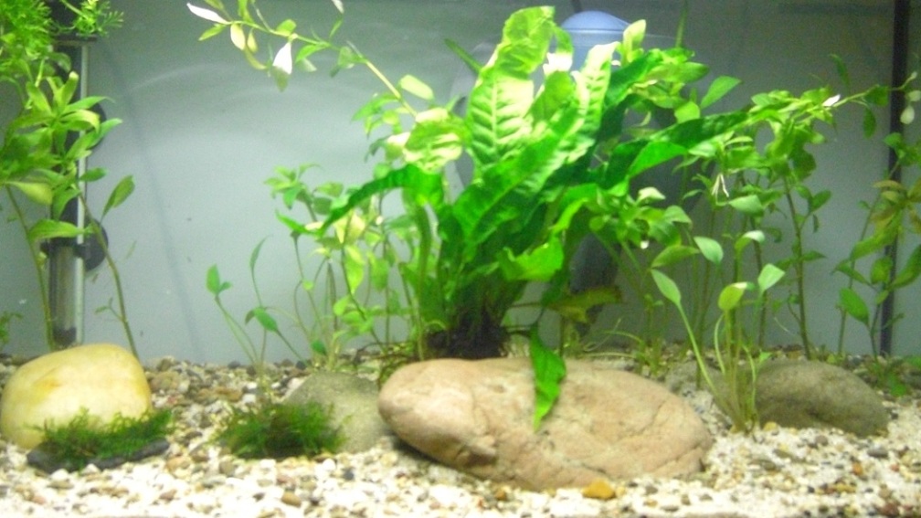 Kurz nach dem Einrichten. Jetzt muss es wachsen...