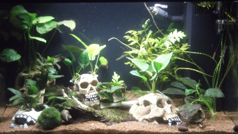 60cm Kongo (Anubias barteri var. Sammlung)