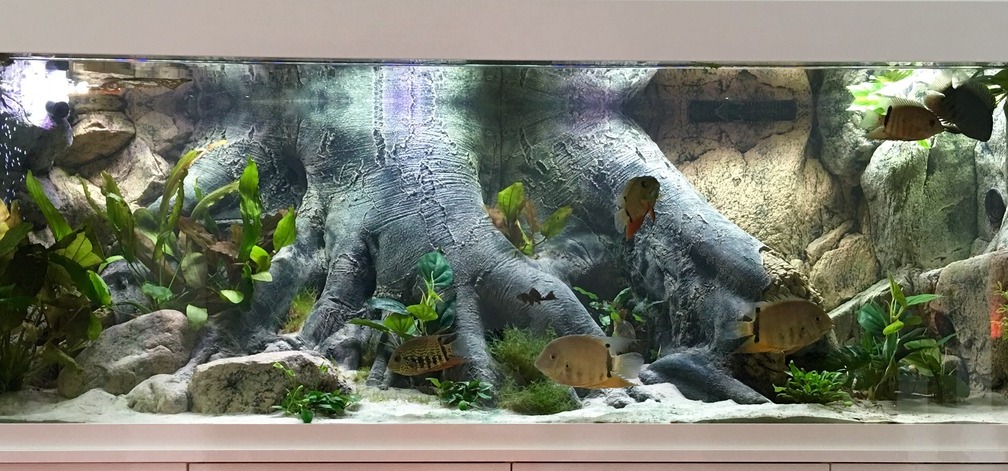 Aquarium Hauptansicht von Amazonas Tank