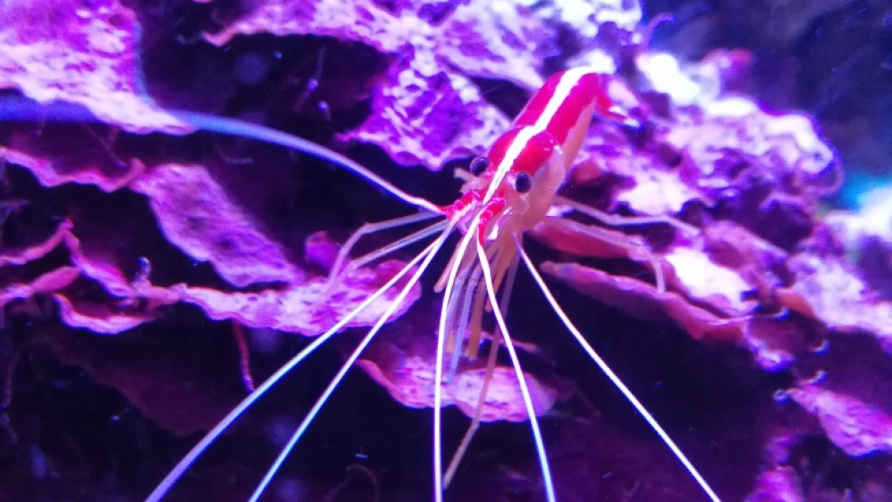 Aquarium Hauptansicht von Riff