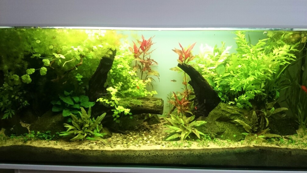 Gesamtansicht Stand August 2016