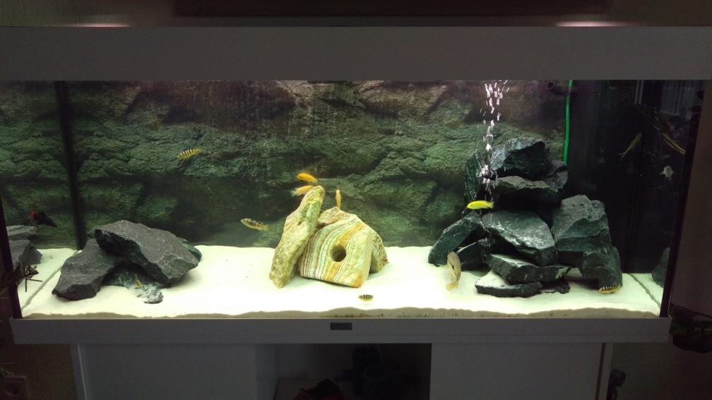 Aquarium Hauptansicht von Juwel Rio 240