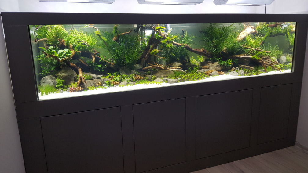 Aquarium Hauptansicht von Naturaquarium Aquascape