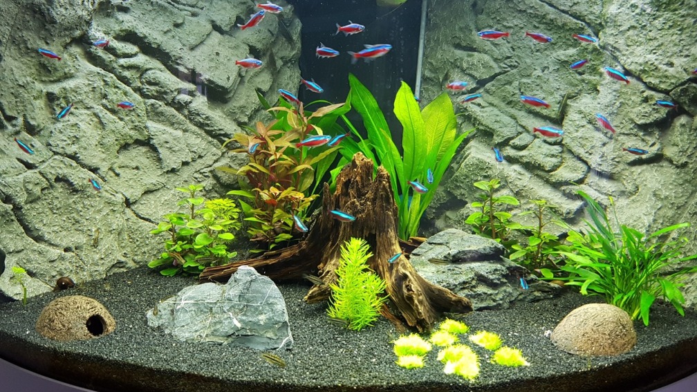 Aquarium Hauptansicht von Juwel Trigon 190