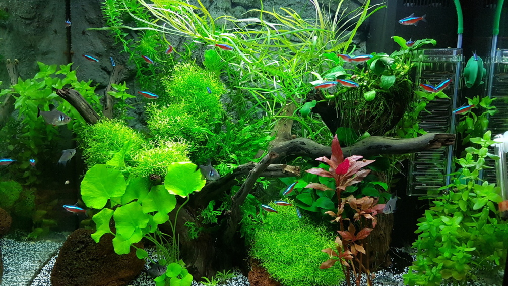 Aquarium Hauptansicht von Angie und Roberts Unterwasserwelt