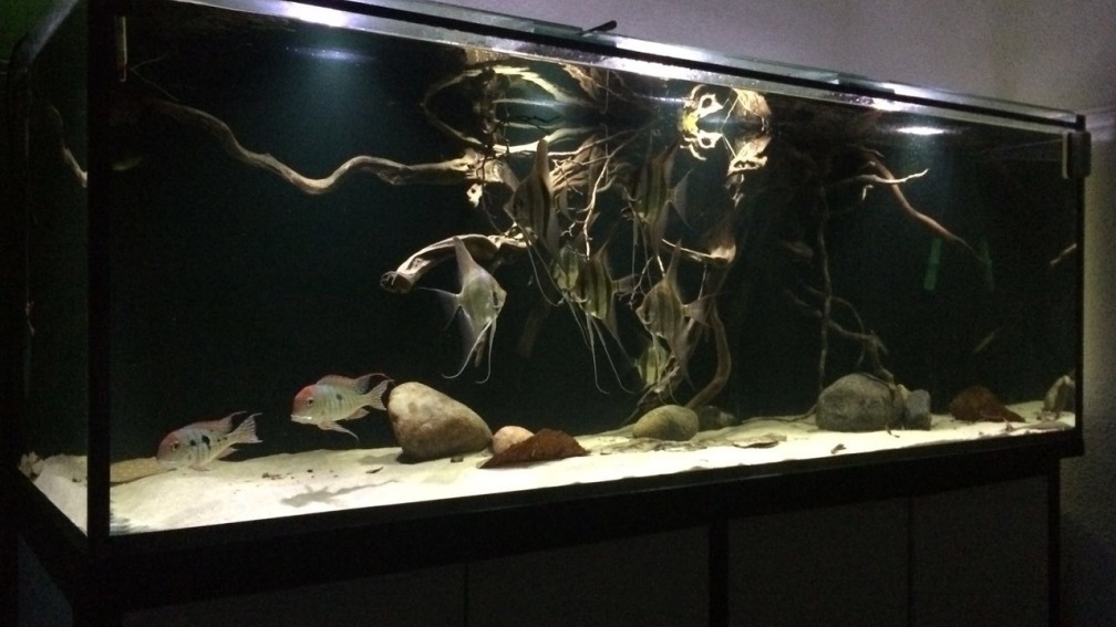 Aquarium Hauptansicht von 1000l Altum-Biotop