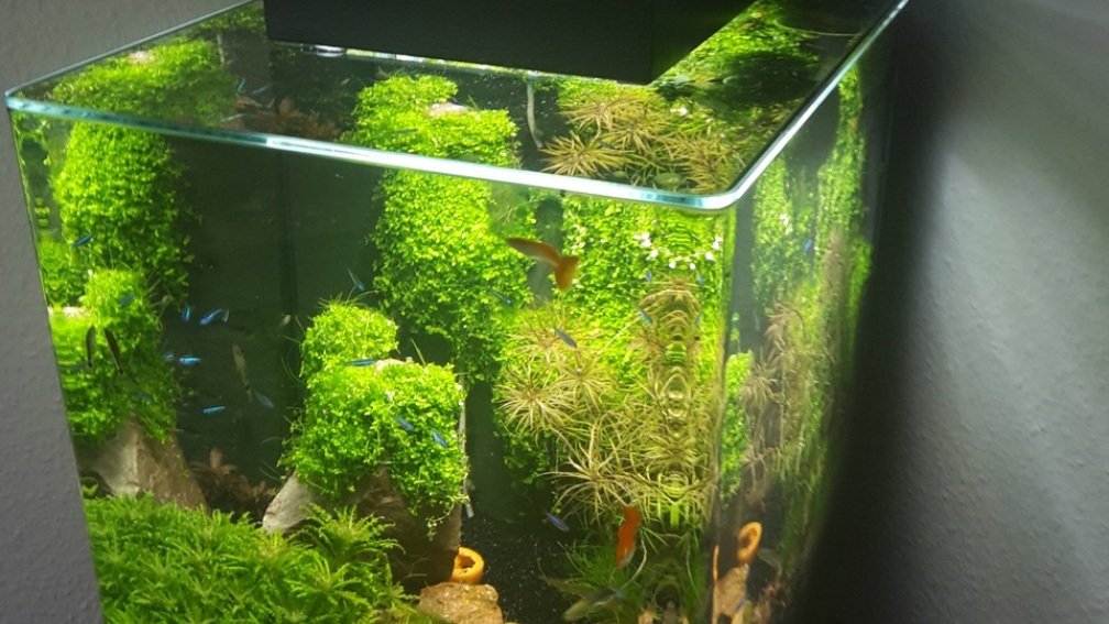 Hauptansicht von Nano Cube meets Fluval Edge