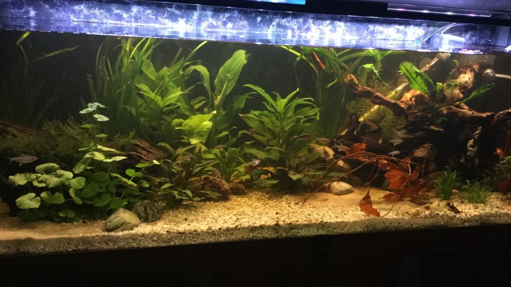 Aquarium Hauptansicht von Acuario de Tina