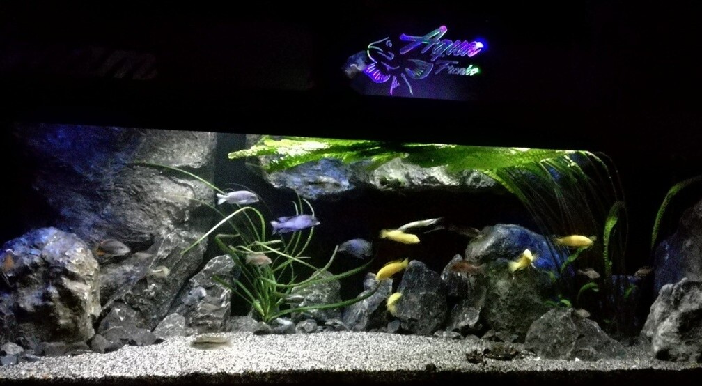 Aquarium Hauptansicht von Becken 32689