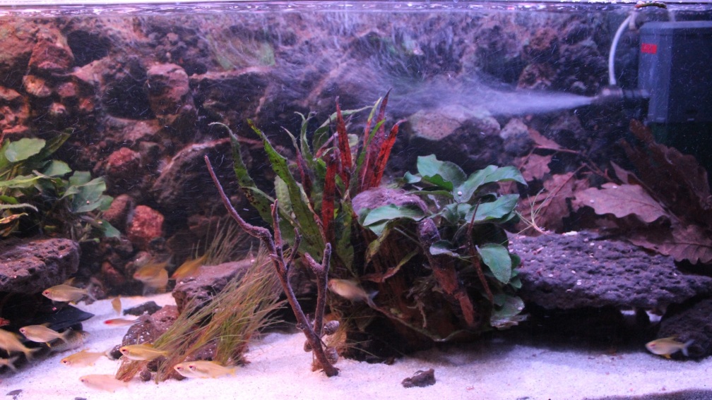 Aquarium Hauptansicht von Pseudancistrus Heaven
