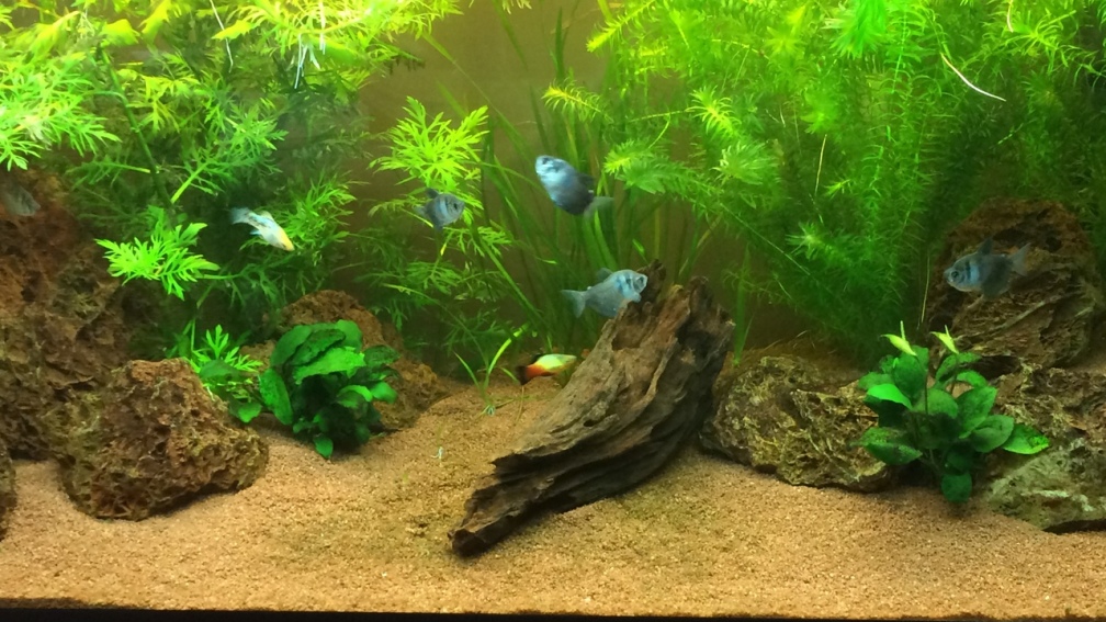 Aquarium Hauptansicht von Unterwasserwelt