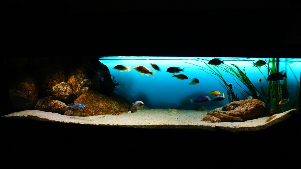 Aquarium Hauptansicht von Deep Blue Malawi