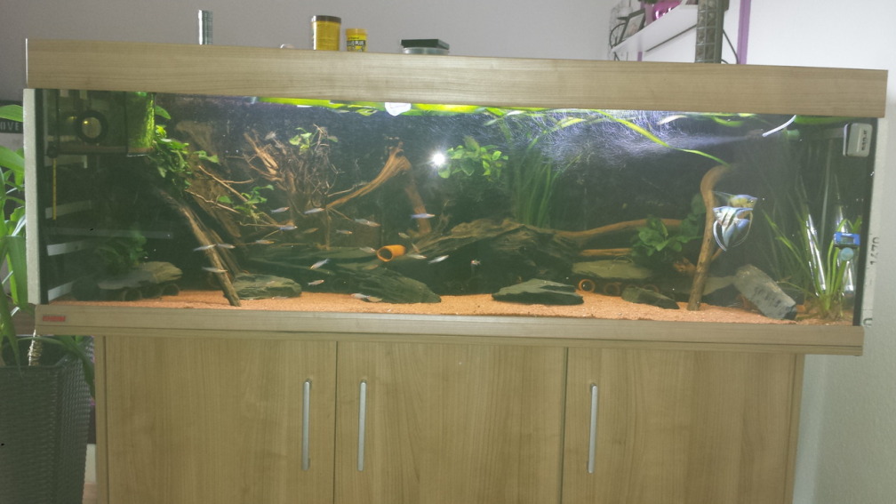 Aquarium Hauptansicht von Südamerika Zebra Gesellschaftsbeken