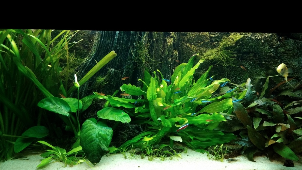 Aquarium Hauptansicht von pure nature - amazonas