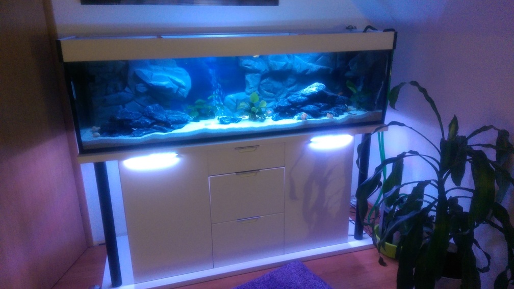 Aquarium Hauptansicht von Mannis Malawiwelt