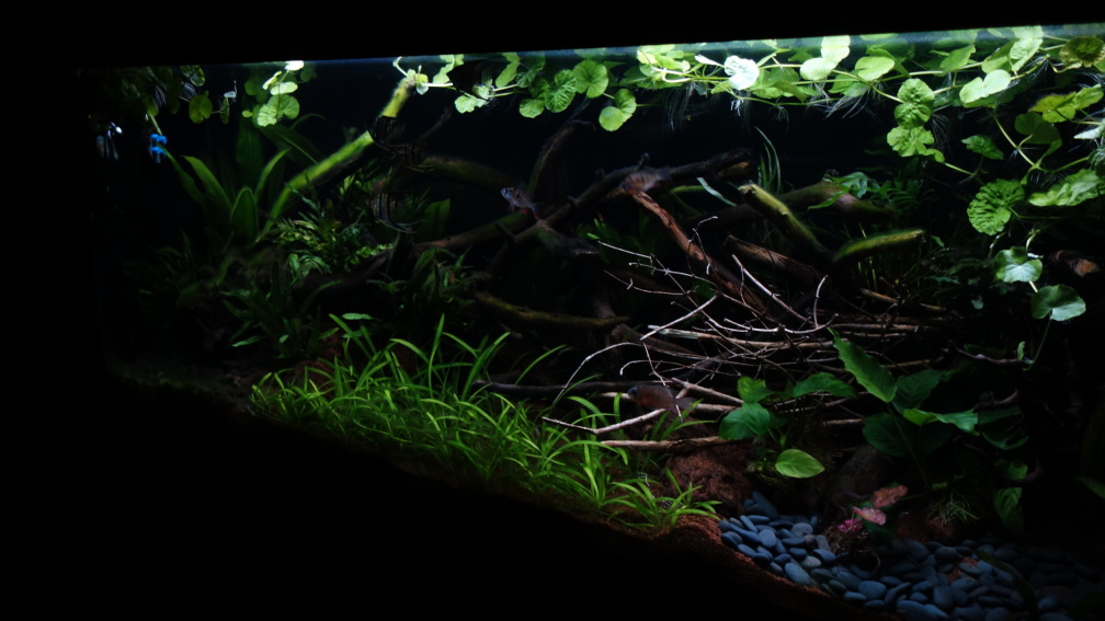 Aquarium Hauptansicht von Wild Rio Guapore