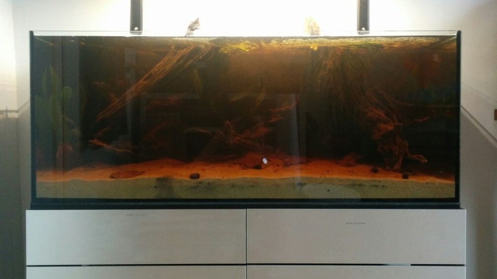 Aquarium Hauptansicht von Rio Negro Totarm