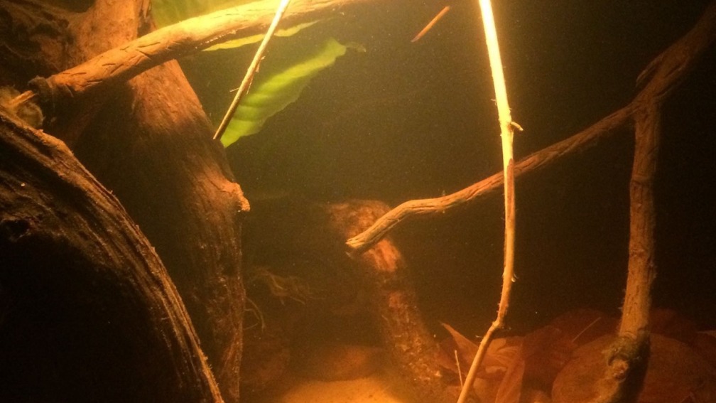 Eingetaucht....im Amazonas