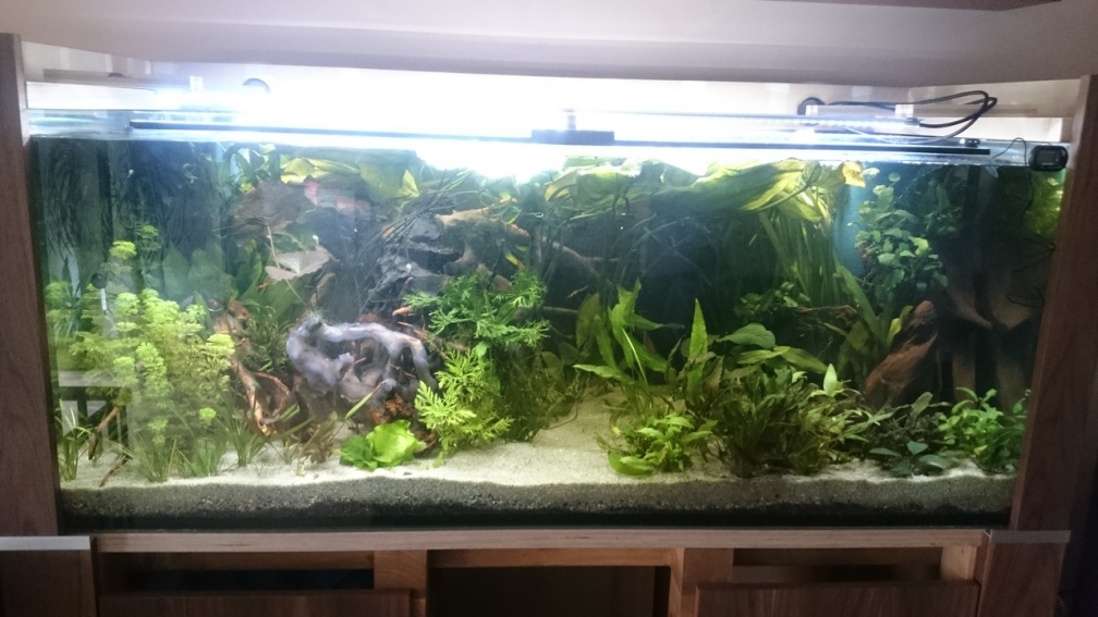Aquarium Hauptansicht von Noch ohne Name und Noch nicht fertig ;)