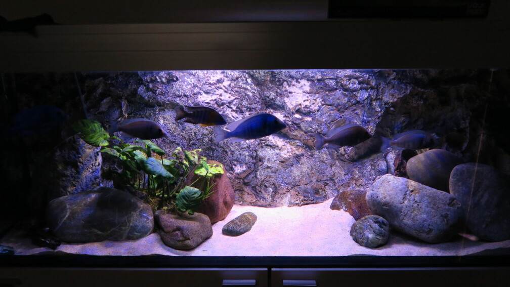 Aquarium Hauptansicht von Riverstone