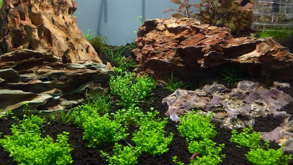 Aquarium Hauptansicht von Felsschlucht