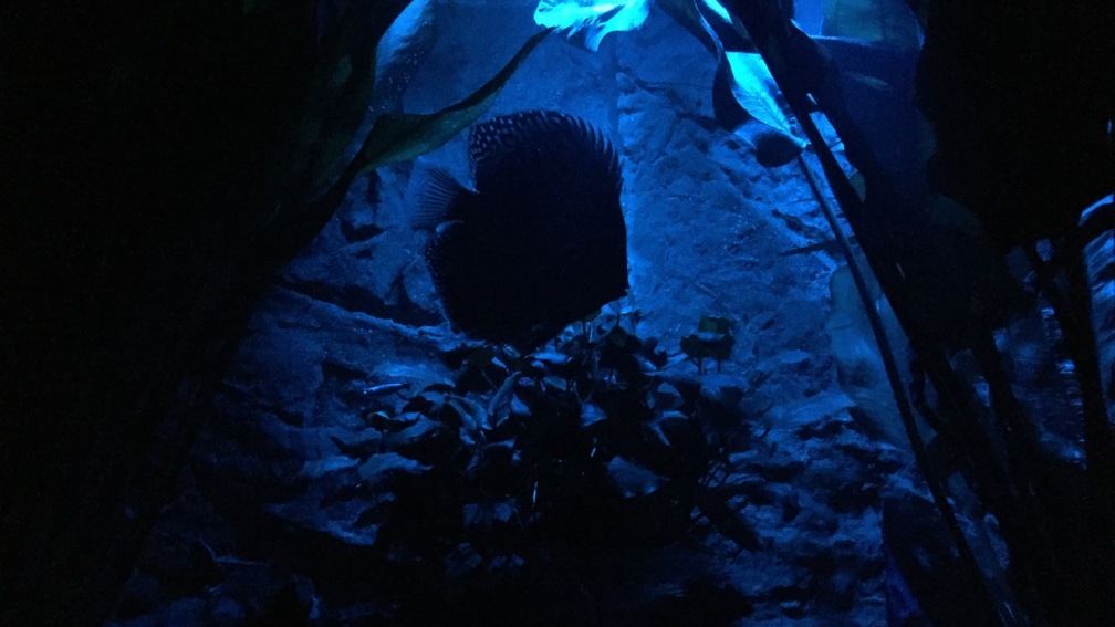 Aquarium Hauptansicht von Diskus, Panda und Co.