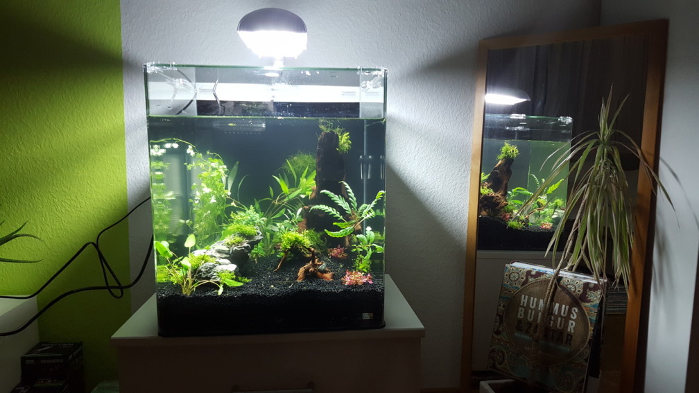 Aquarium Hauptansicht von Zwergkugelfischbecken`Tiran`