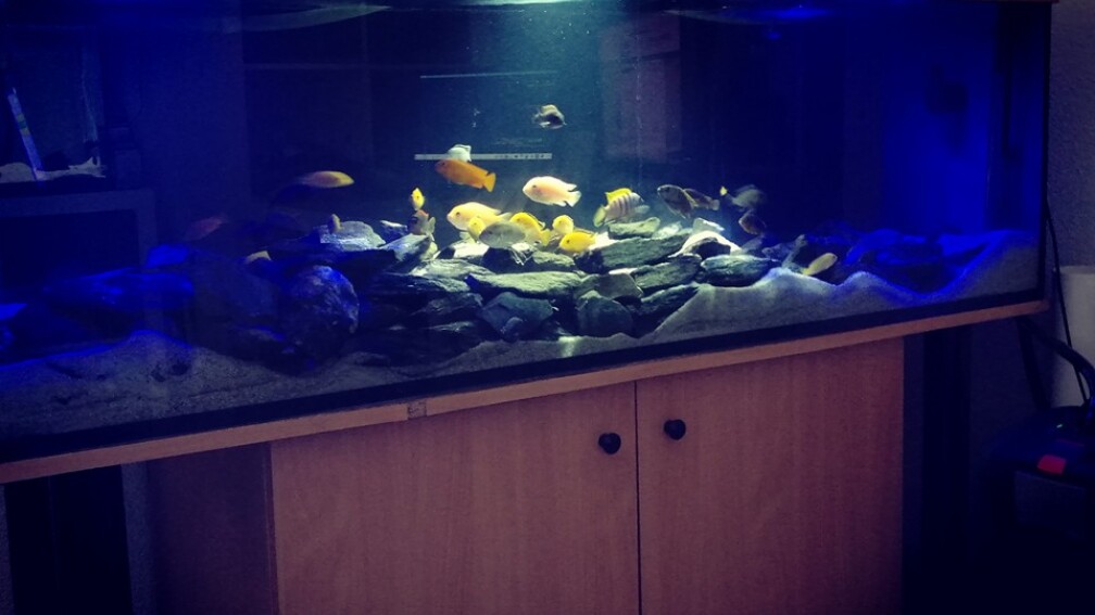 Aquarium Hauptansicht  von Frank