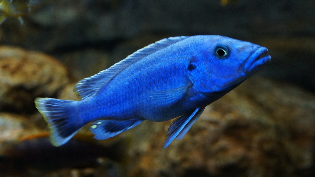 Aquarium Hauptansicht von Kaskazini´s Tank