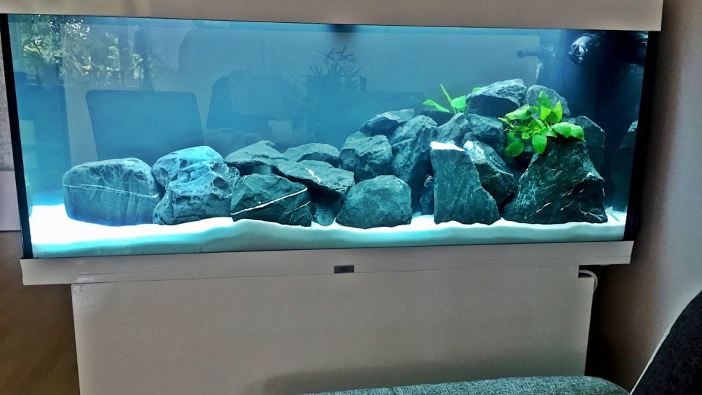 Malawi Aquarium 