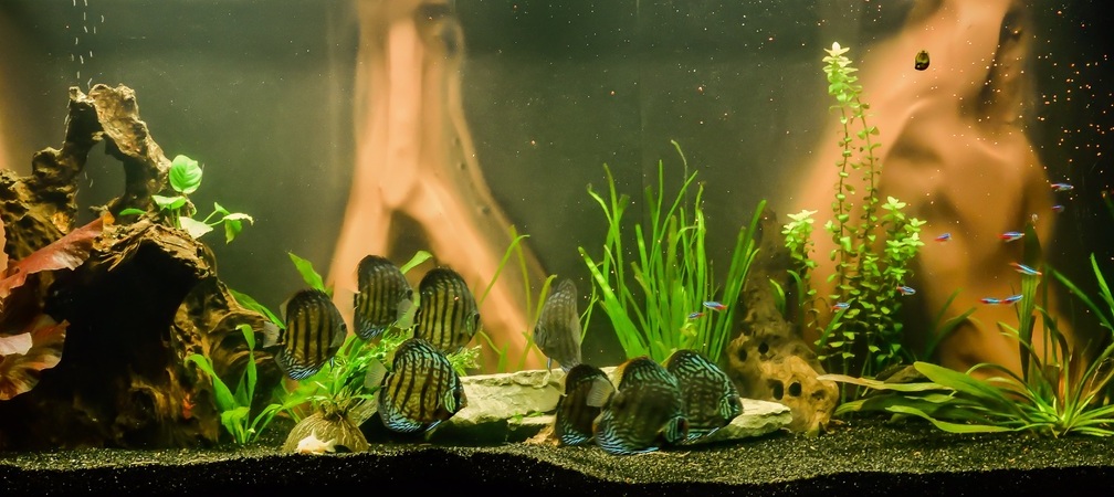 Aquarium Hauptansicht von Diskusbecken