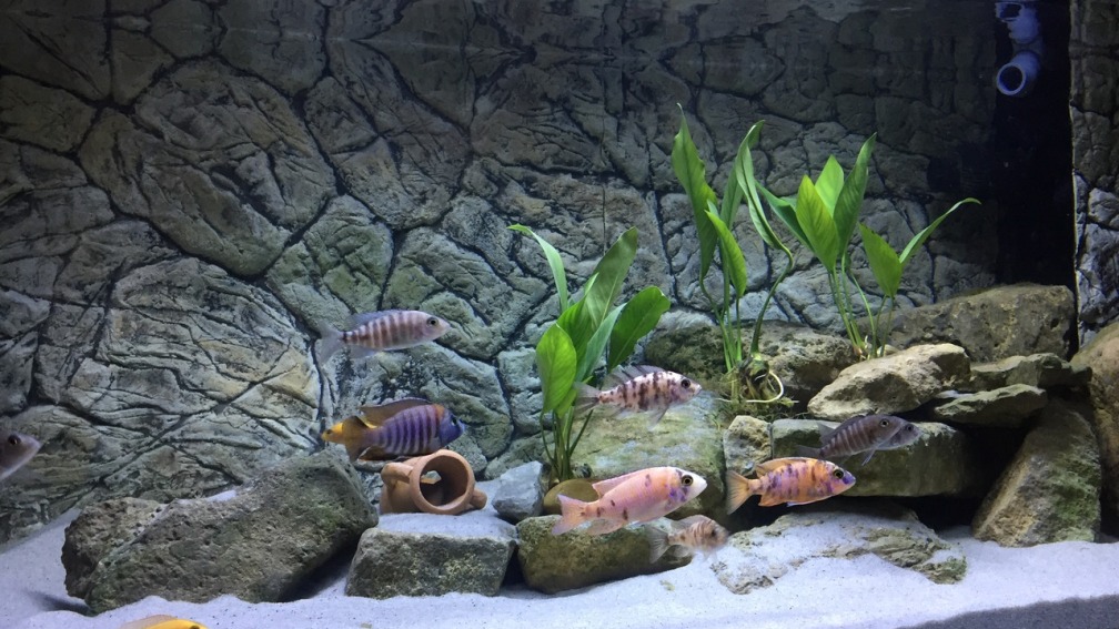 Aquarium Hauptansicht von Malawi