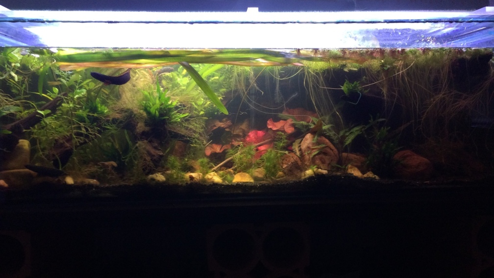 Aquarium Hauptansicht von Artenbecken Channa Bleheri Aquarium Hauptansicht von Artenbecken Channa Bleheri
