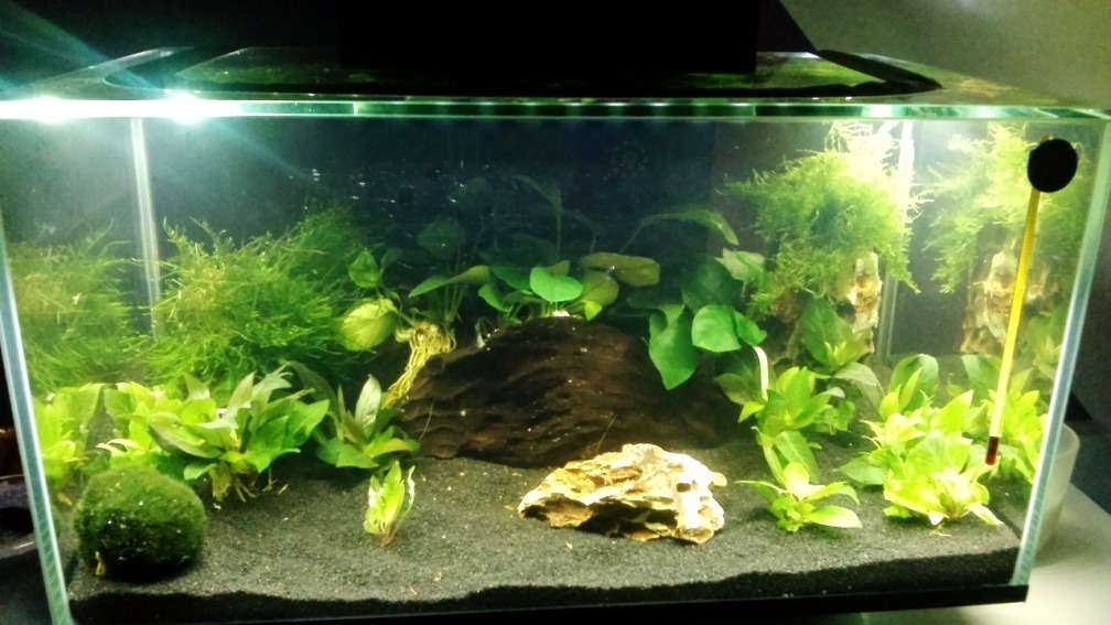 Aquarium Hauptansicht von Mein erstes Nano Aquarium Hauptansicht von Mein erstes Nano