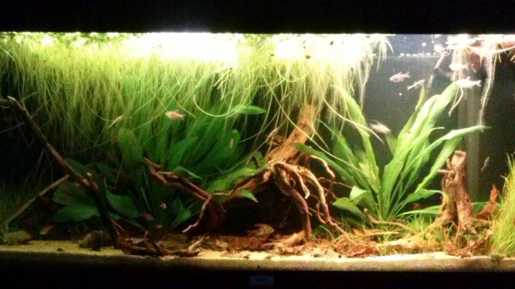 Aquarium Hauptansicht von Südamerikanisches Flussufer