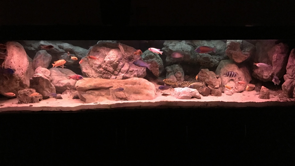 Aquarium Hauptansicht von Malawi