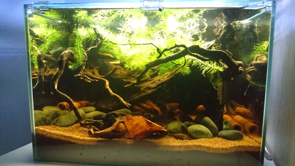 Aquarium Hauptansicht von Beni