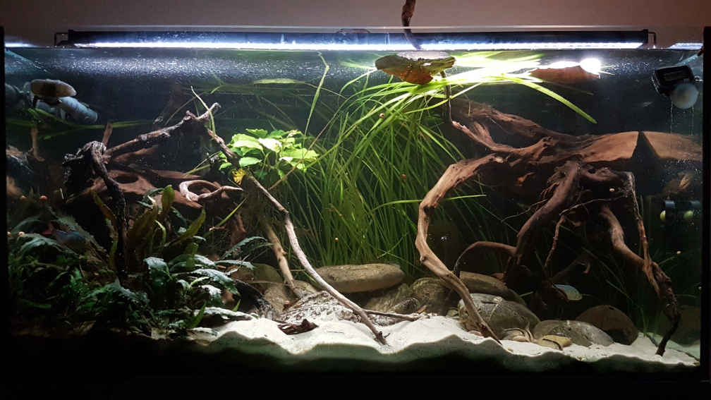 Aquarium Hauptansicht von Rio Negro em Suíça